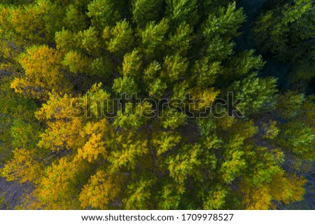 Poplar trees in autumnal colors around Bobadilla village in La Rioja Autonomous Community of Spain in Europe