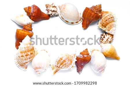 Colorful seashell stack on white background around the frame 