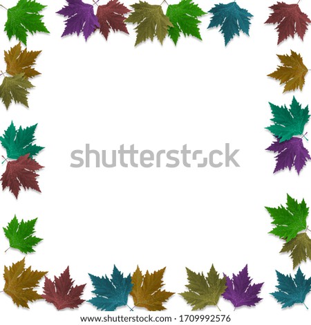 Autumn colored maple leaves isolated on white background with blank copy space.