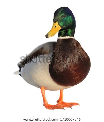 Colourful mallard duck isolated on white background Royalty-Free Stock Photo #1710007546