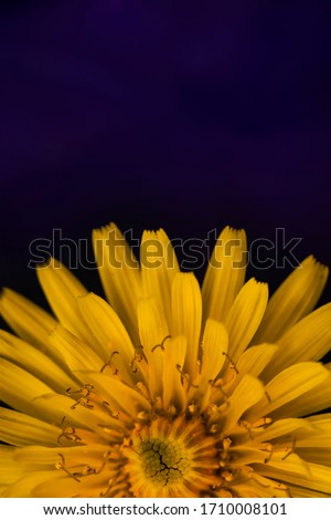 Dandelion macro photo. Yellow dandelion flower close-up. Blue background. Blooming dandelion in the spring. Flat lay