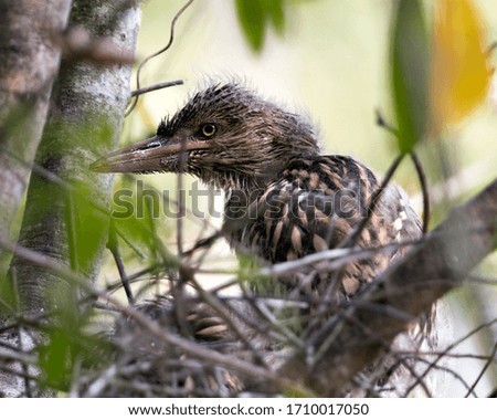 Black-crowned Night Heron baby birds in the nest with background and foreground branches interacting in their environment and surrounding. 