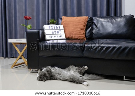 Lightbox sign with text hashtag #STAY HOME and #STAY SAFE on the sofa with Gray persian cat. COVID-19. Stay home safe concept.