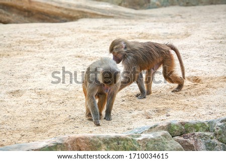 two young Hamadryas Baboon monkeys playing together
