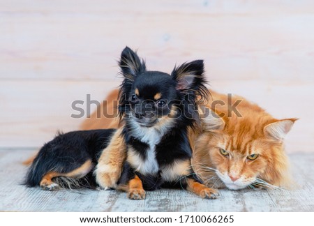 Doggy breed mini-haired mini chihuahua is hugging with a red Maine coon cat.
