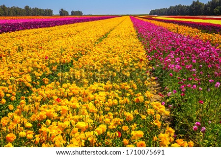 Gorgeous multicolor floral carpet. Multi-colored large garden buttercups. A field of luxurious springtime flowers of buttercups. Kibbutz field of flowering colorful buttercups. Israel. Beautiful sunny