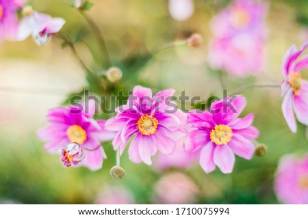 Anenome Flowers in a Summer Garden in Michigan Royalty-Free Stock Photo #1710075994