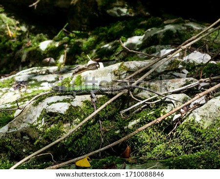 Green lizard in the forest basks on rocks in the sunlight close up