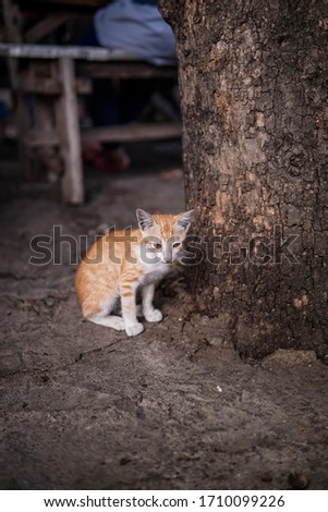 wild kitten under a big tree