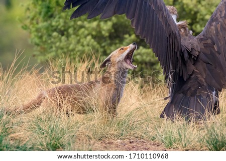 This is a picture of a fox and an eagle fighting for food. 