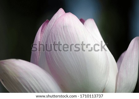 pink sacred lotus in pond