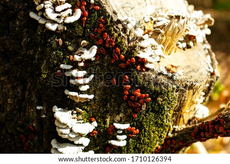 A bug-soldier, or a red-winged bug, or a goat, or a red bug of red color in large quantities on a tree stump. cut a tree, smooth cut with moss, mushrooms and beetles, close-up. insects in the frame.