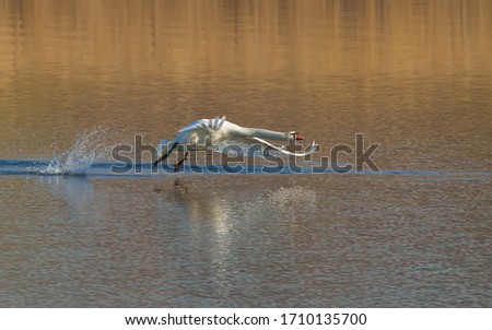Mute swan, Cygnus olor. Morning on the river. The bird is taking off