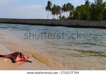 Red starfish on white sand on sunny tropical beach. View on starfish in the sea by Phu Quoc island in Vietnam. Summer Beach Starfish And Tropical Sea Background in Vietnam. Phu Quoc