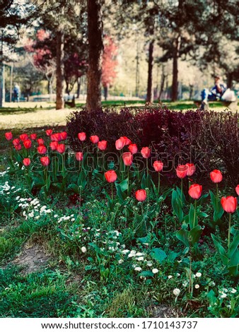 a picture of some beautiful flowers in a park in the state capital of Serbia, Belgrade