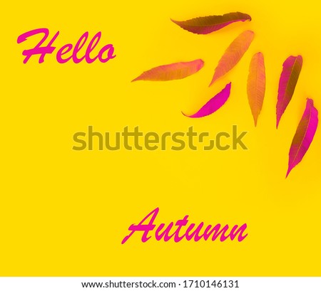 autumn leafs on a colored background frame