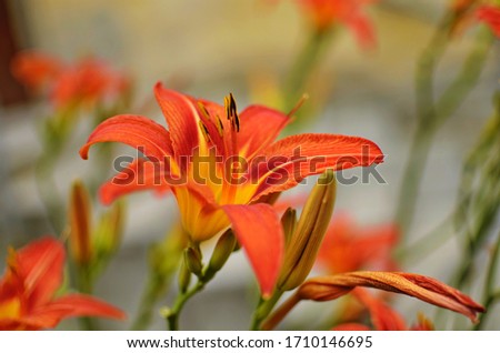 Blooming flower orange Lilium bulbiferum. Plant blooming orange tropical flower tiger lily. Selective focus of flowering lilies.