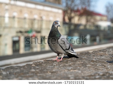 Pigeons in Tallinn park. group of birds on the ground. Birds eating and walking in the park. Birds on the wall. Male and female doves. Messanger birds. Sunny spring weather. Beautiful bird  - pigones