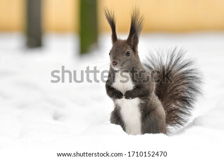 Squirrel on its hind legs in a snowy park