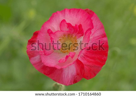 Beautiful pink poppy on a background of green grass