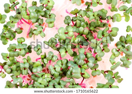 Fresh Red Purple Young Radish Sprouts