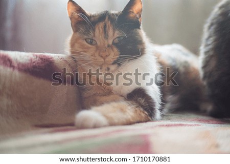 Domestic tricolor cat sleeps on the owner’s bed