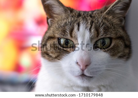 Close-up cat portrait with colorful green eyes background