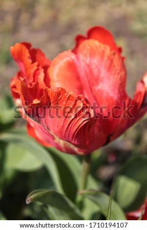 Embossed petals of the red parrot tulip