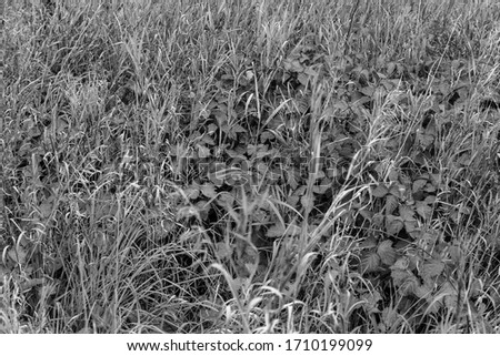 Black and white retro photo of a grass on a field