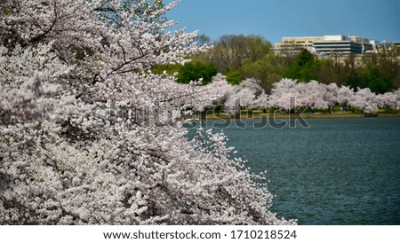 Cherry Blossom Season Washington DC 