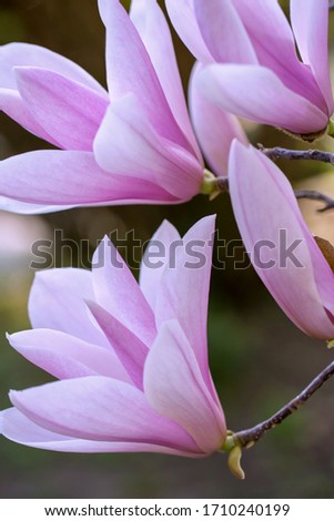 
White pink magnolia blossoms on a tree in spring