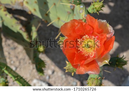 Prickly Pear Cactus (Opuntia Cactaceae) blooming in Glendale, Maricopa County, Arizona USA