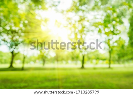 Blurred photos of gardens, forests and trees and green trees that shine under the sunlight.