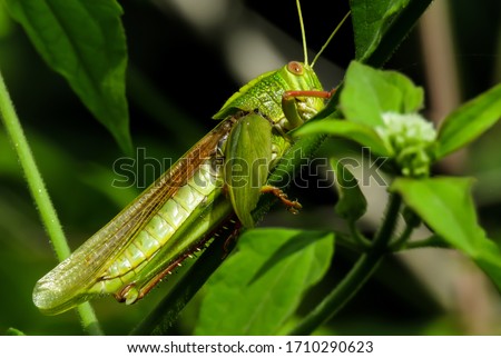 A Beautiful Grasshopper with Details Royalty-Free Stock Photo #1710290623
