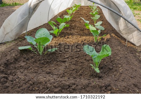 Seedlings of cabbage under cover with warm material. Spring frost protection