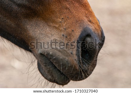 fragment of a horse's head, close-up. English breed of horses.