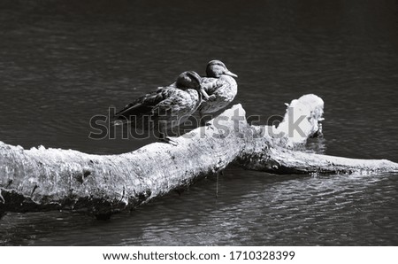Ducks on lake black and white