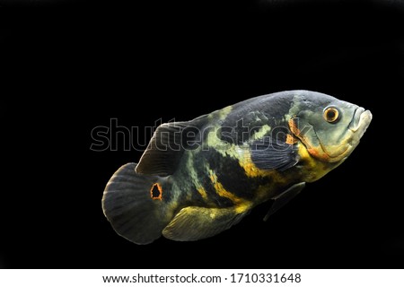 Aquarium fish. Cichlid astronotus, or Oscar. Freshwater fish. Astronotus Tigris. The bright Oscar fish is a South American freshwater fish from the cichlid family.