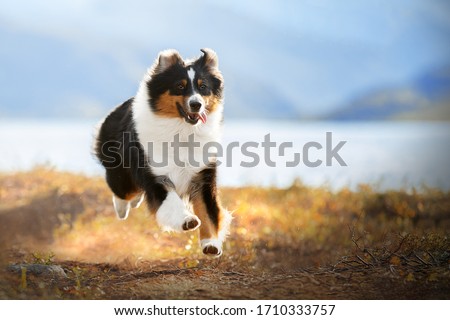 A brown and white dog standing in the grass. High quality photo