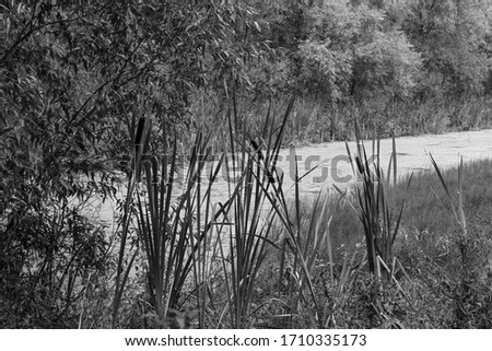 Black and white retro photo of forest swamp