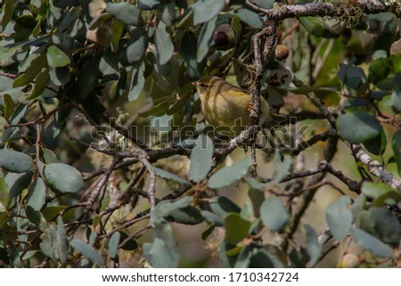Willow Warbler (Phylloscopus trochilus) in Portugal