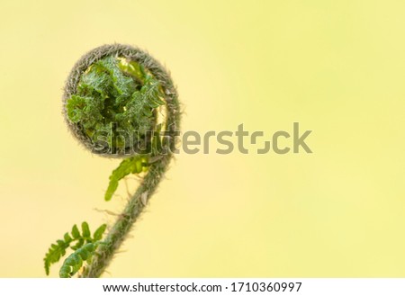 Young leaves of a tree fern on yellow blurred background. 