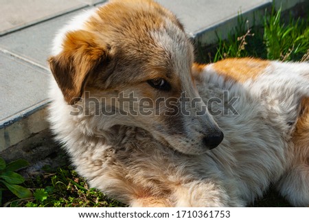 The picture of the dog lying on the ground with head put on the border and with a shy look in the eyes.