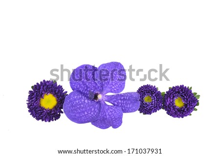 Blue flowers on a white background 