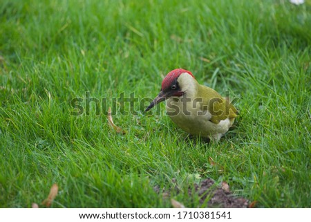 European green woodpecker (Picus Viridis): an individual male woodpecker searching for ants and grubs on winter grass