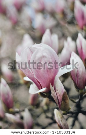 Magnolia trees in bloom, in Milan, Italy during the quarantine. April 2020
