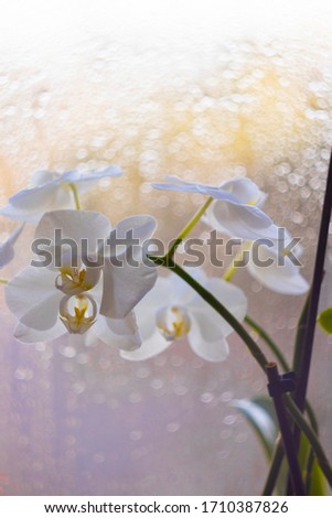 White orchids near the window on bokeh background, bokeh background window with rain drops on it