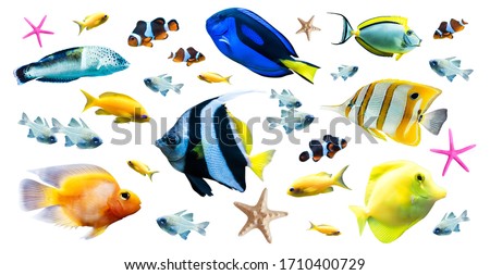 Diversity of bright tropical fish isolated on white background Royalty-Free Stock Photo #1710400729