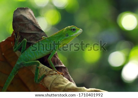 Green lizard on green leaves, lizard closeup