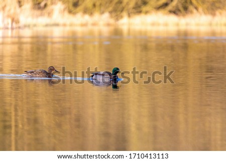 wild bird duck mallard, anas platyrhynchos, family in golden sunset color on spring pond. Czech Republic, Europe wildlife